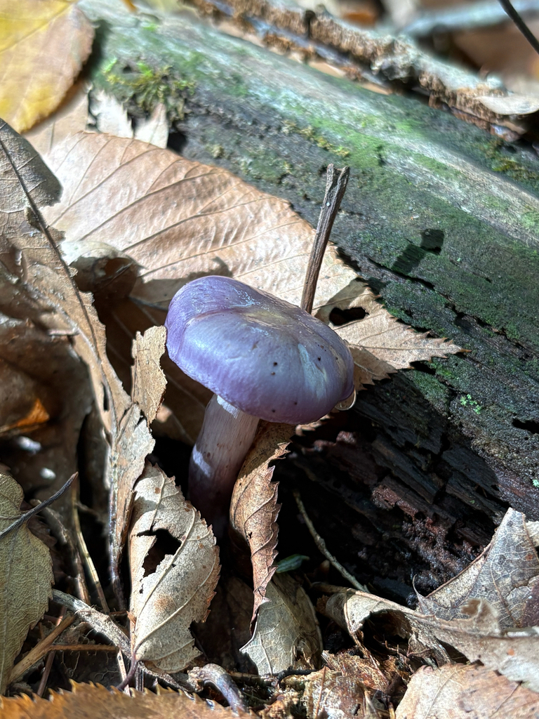 Viscid Violet Cort · September 2026 · photo: Photo: (c) delognut, some rights reserved (CC BY) · iNaturalist
