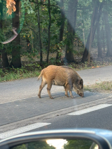 Wild Boar