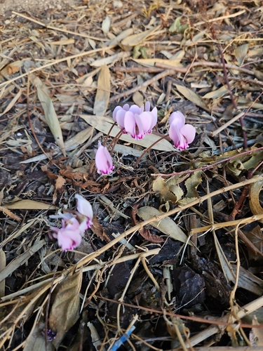 Ivy-leaved cyclamen