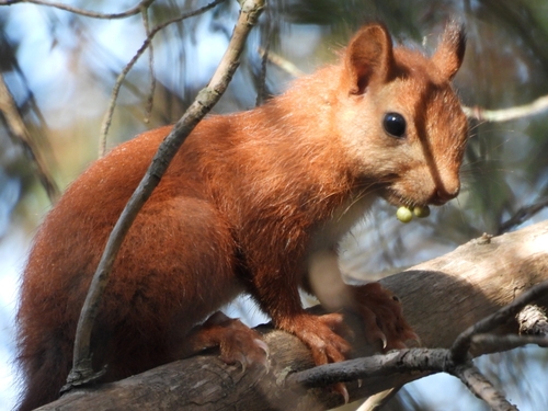 Eurasian Red Squirrel