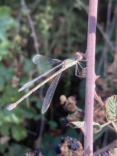 Western Willow Spreadwing