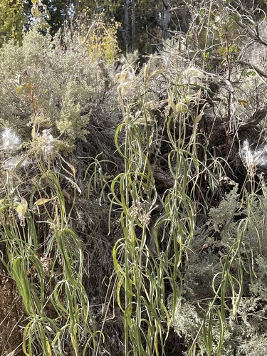 narrowleaf milkweed