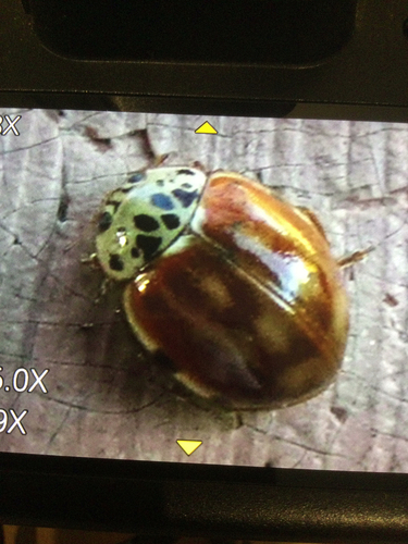 Cream-streaked Ladybird