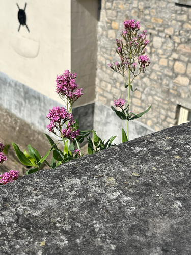 Red Valerian