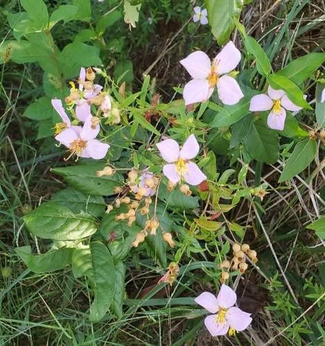 Rhexia mariana, photograph 2