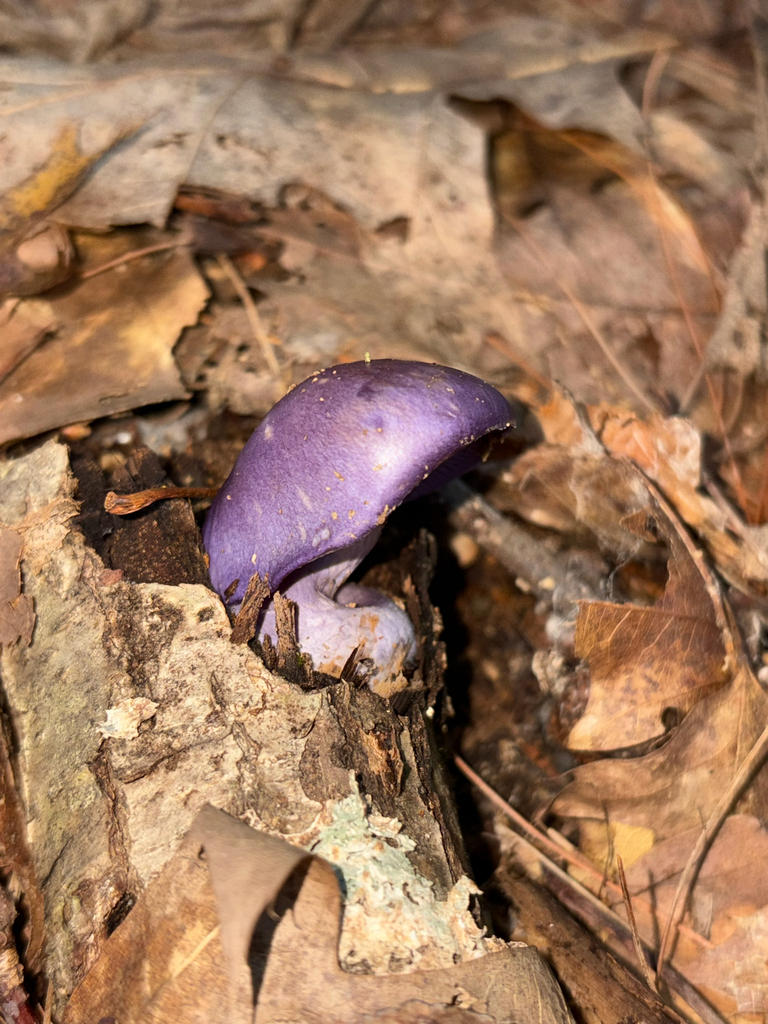 Viscid Violet Cort · September 2026 · photo: Photo: (c) delognut, some rights reserved (CC BY) · iNaturalist