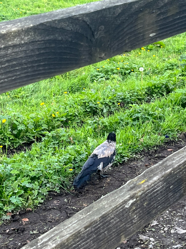 Hooded Crow