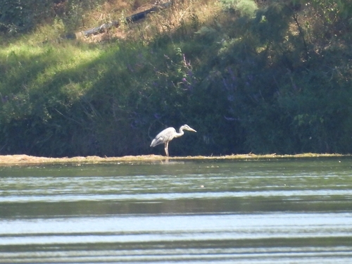 Grey Heron