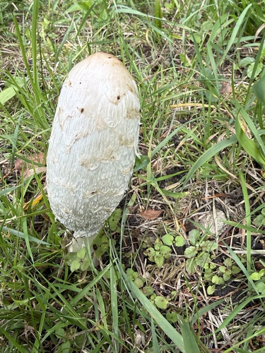 Shaggy Mane
