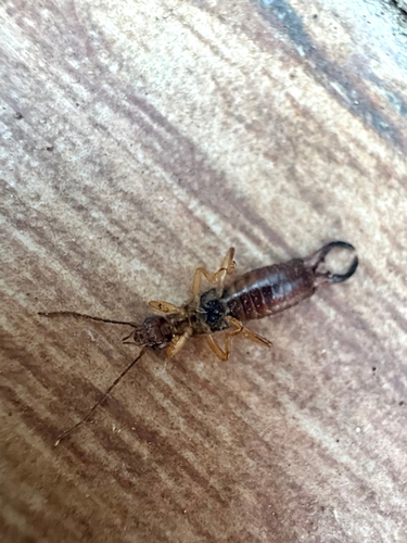 European Earwig
