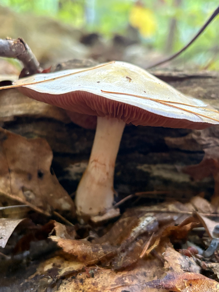 Viscid Violet Cort · September 2026 · photo: Photo: (c) delognut, some rights reserved (CC BY) · iNaturalist