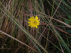 Ranunculus praemorsus