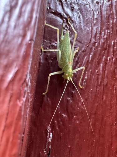 Oak Bush-cricket
