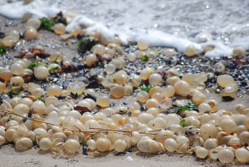 Adelomelon brasiliana, 2026-09-15