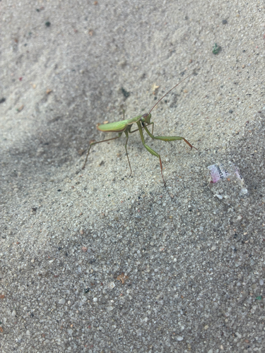 European Mantis