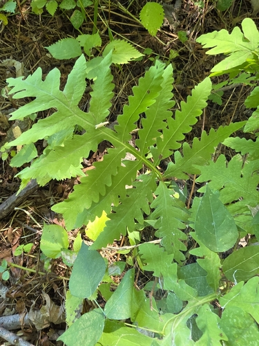 sensitive fern