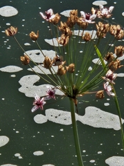 Butomus umbellatus, photograph (c) Michel Frisch, some rights reserved (CC BY)