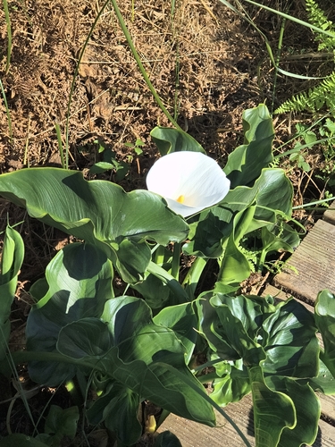 calla lily