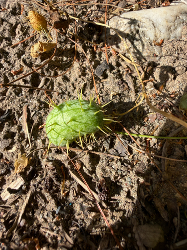 prickly cucumber