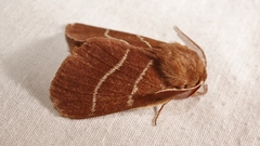 Macrothylacia digramma