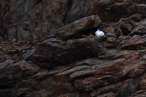 Arctic Hare observed by chrihi