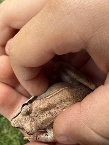 Wood Frog