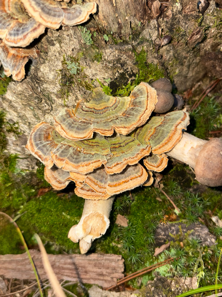 turkey-tail · September 2026 · photo: Photo: (c) delognut, some rights reserved (CC BY) · iNaturalist