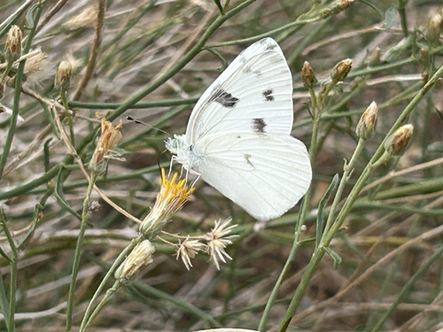 Checkered White