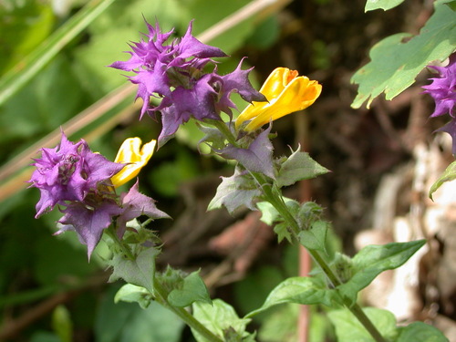 Melampyrum nemorosum, photograph 6