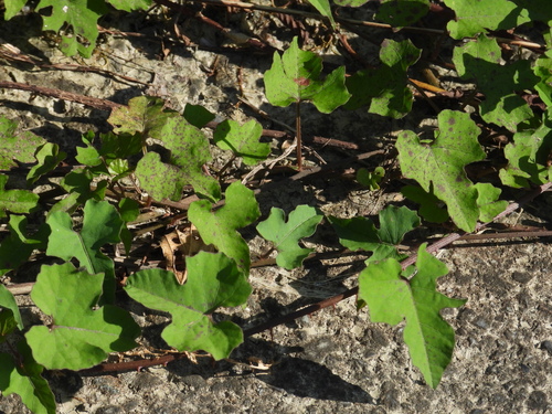 Merremia hederacea observed 2026-09-13