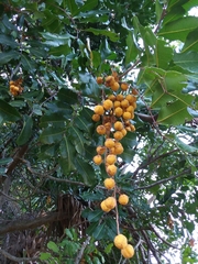 Cupaniopsis anacardioides