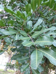 Cupaniopsis anacardioides