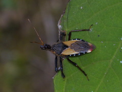 Apiomerus ochropterus