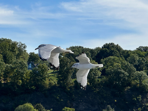 Ring-billed Gull