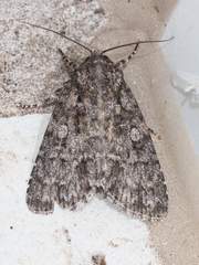 Acronicta brumosa