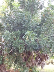 Cupaniopsis anacardioides