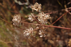 Lomatium macrocarpum