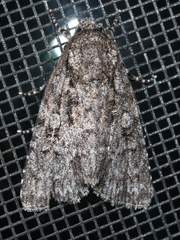 Acronicta brumosa