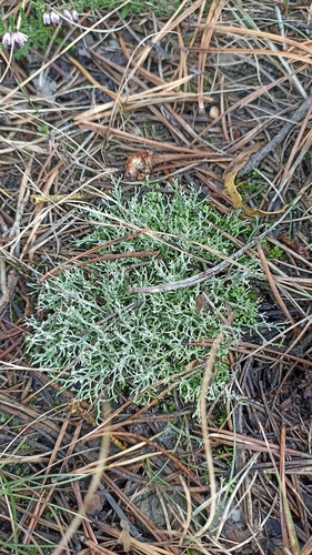 many-forked cladonia