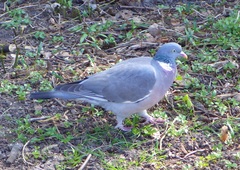 Columba palumbus
