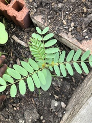 Fabaceae
