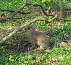 Oryctolagus cuniculus