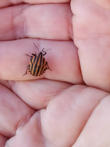European Striped Shield Bug