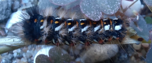 Knot Grass Moth