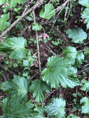 Rubus taitoensis