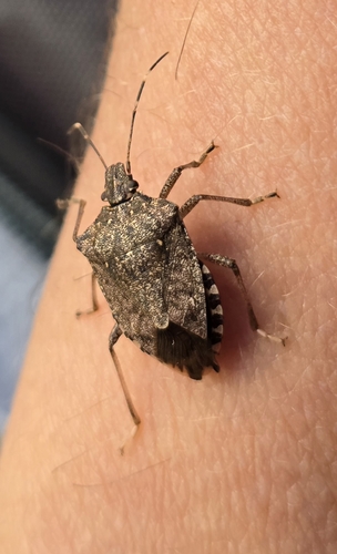 Brown Marmorated Stink Bug