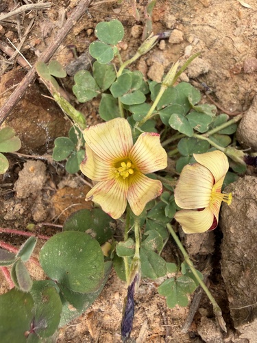 Oxalis obtusa, photograph 4