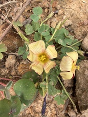 Oxalis obtusa, photograph (c) Cecile Roux, some rights reserved (CC BY-SA)