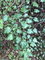 Rubus taitoensis