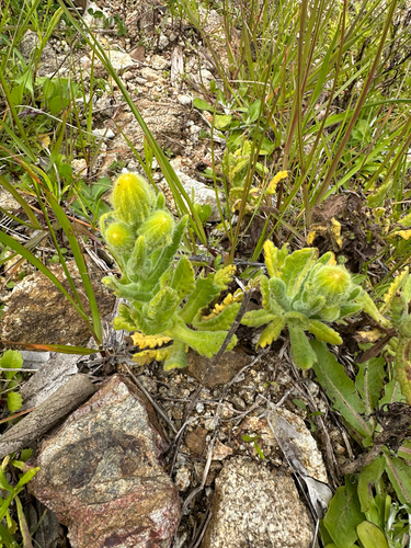 Senecio selloi